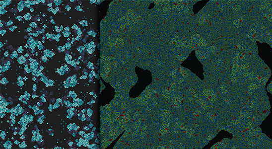 floor projection ca1