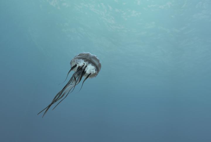 3D render of a jellyfish